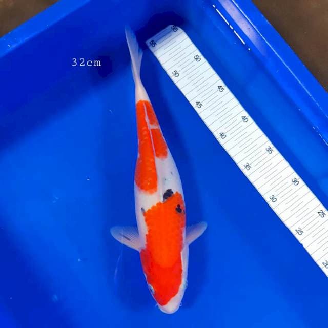 Sanke 32cm