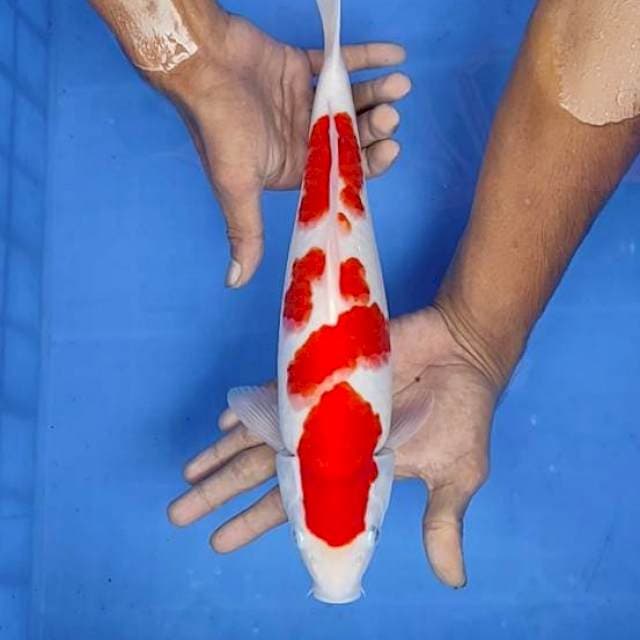 Kohaku 35cm