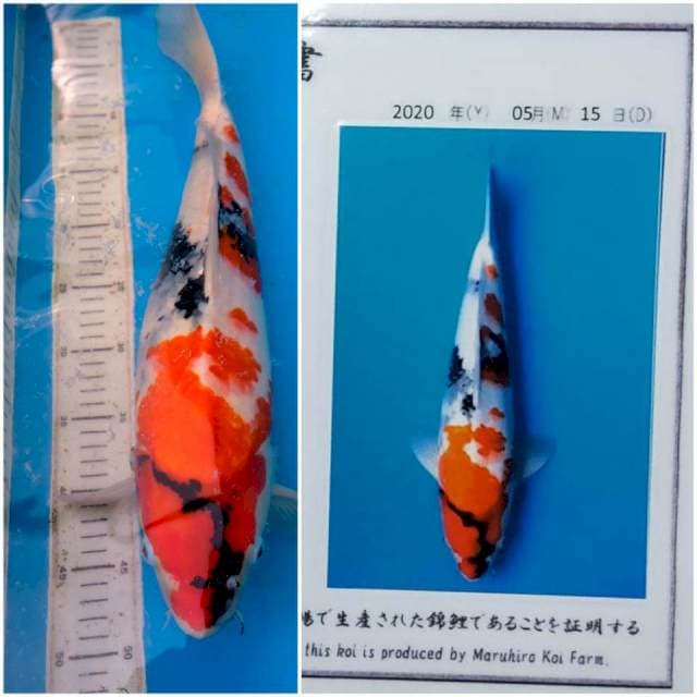 Showa Maruhiro 50BU Serty Male