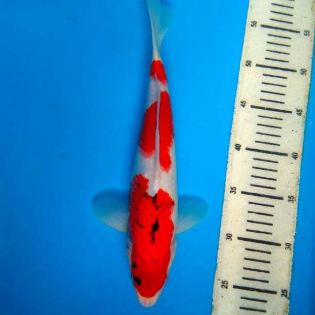 Showa 31cm
