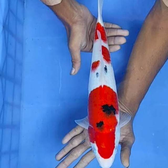 Sanke 37cm