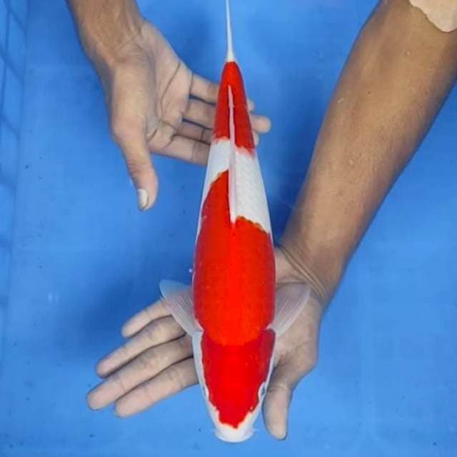 Kohaku 35cm