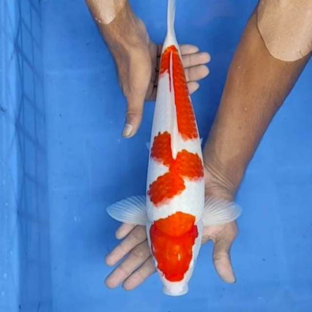 Kohaku 37cm