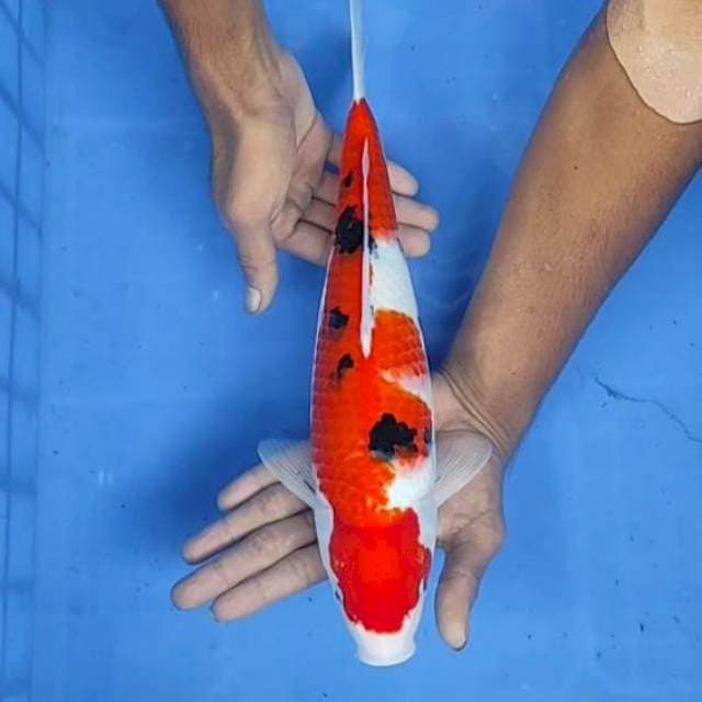 Sanke 35cm