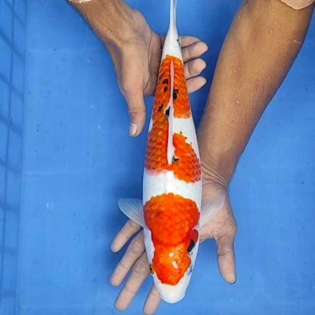 Showa 37cm