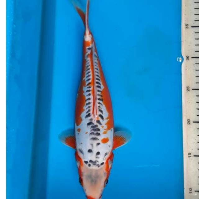 Shusui 30cm