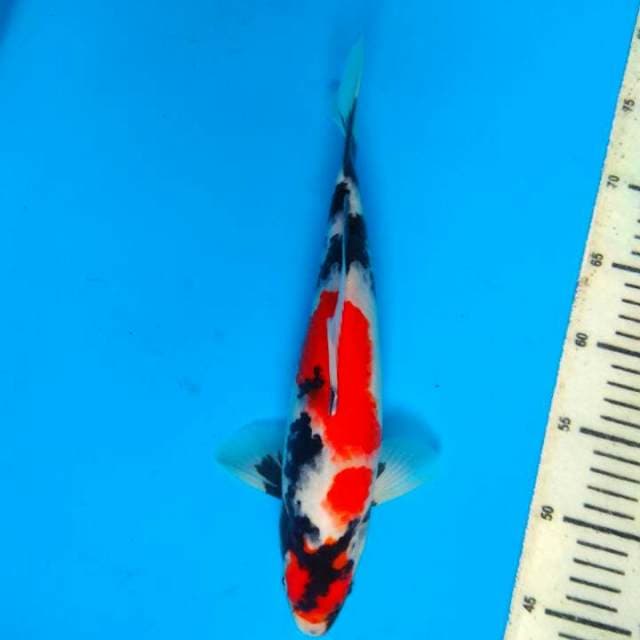 Showa 31cm