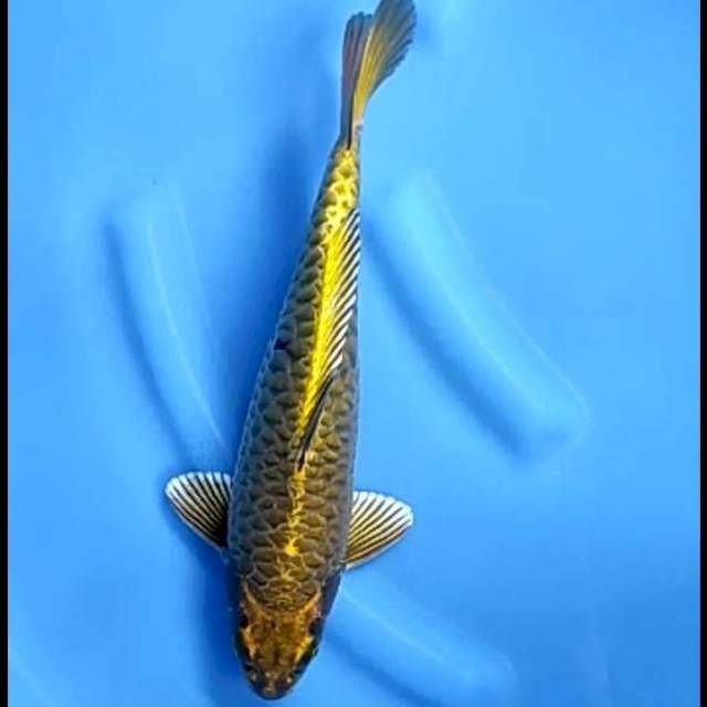 MUKASHI ARAGOKE # 34CM
