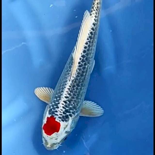 TANCHO KUJAKU # 38CM
