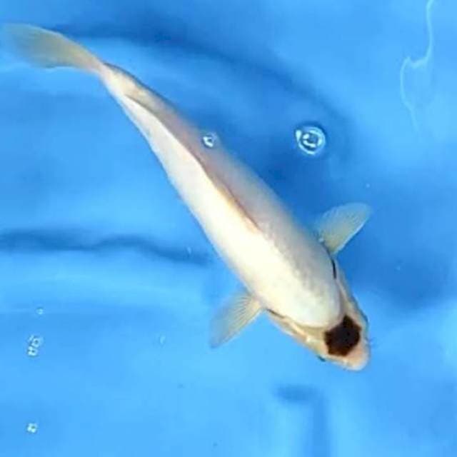 TANCHO GOROMO # 28CM