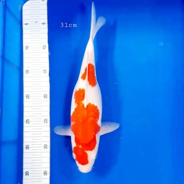 Kohaku 31cm