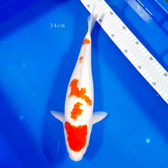 Maruten kohaku