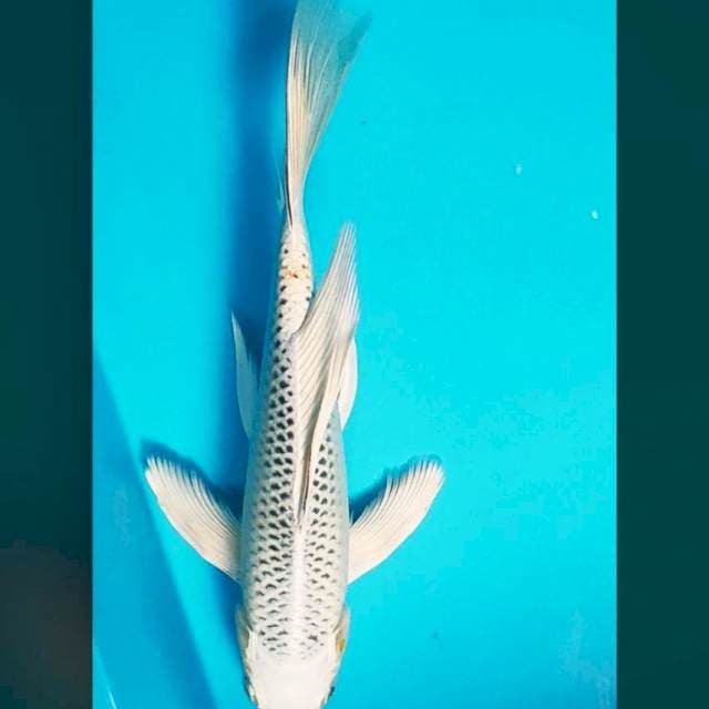 Kumpay Gin Matsuba 30cm