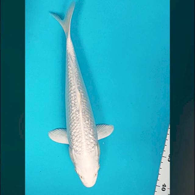 Platinum Ginrin 30cm