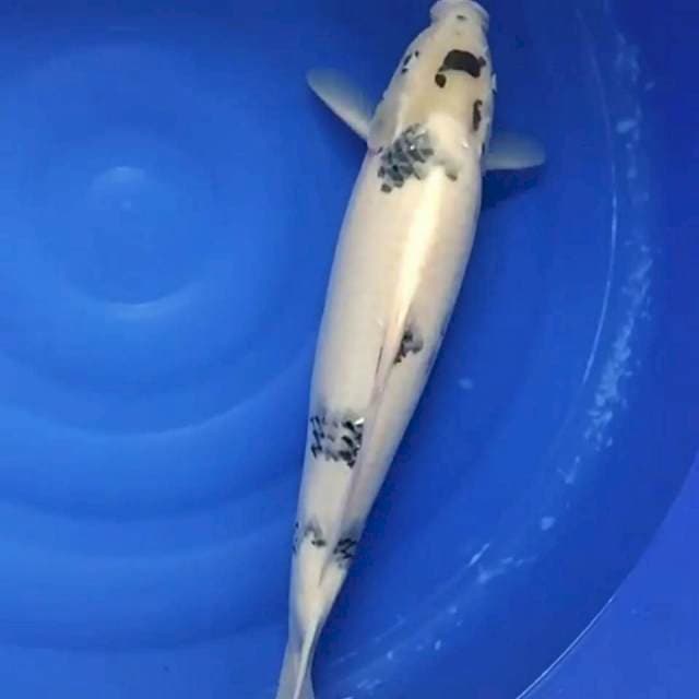 Shiro 58cm