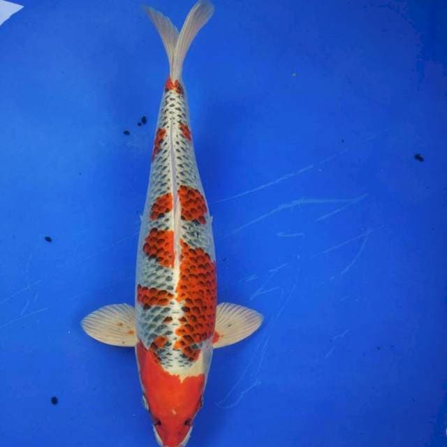 Kujaku 65cm