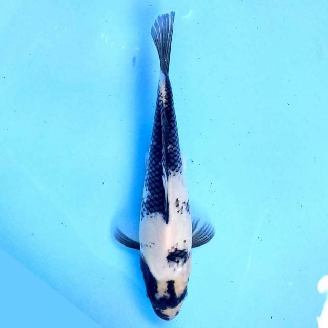 Shiro 23cm