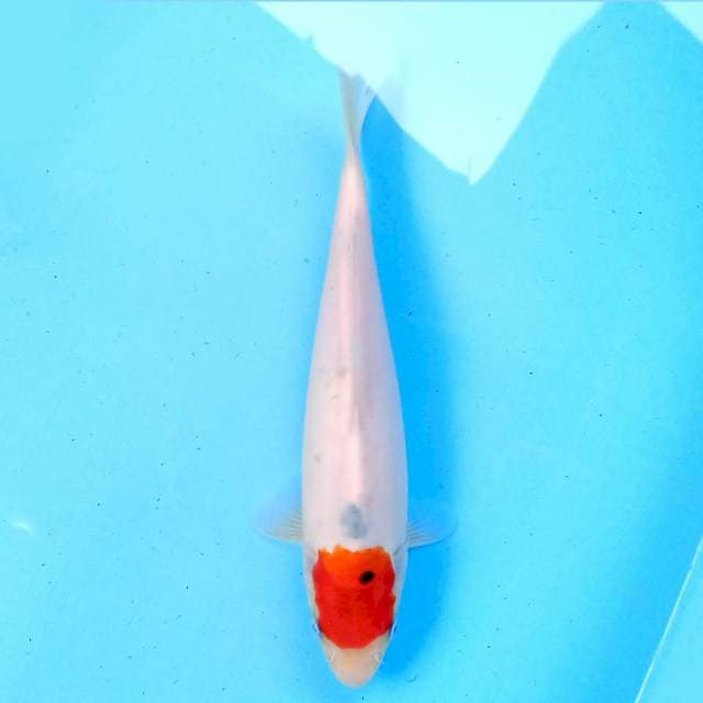 Tancho s 24cm
