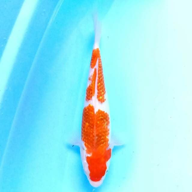 San Gin 23cm