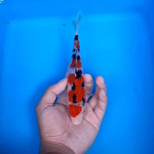 Taisho sanshoku 18cm SQ