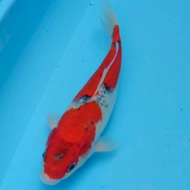 Goshiki 28cm