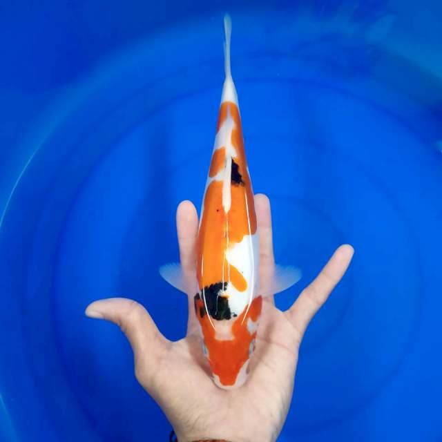Sanke doits 28 cm