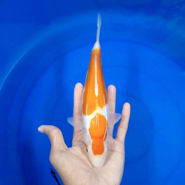 Kohaku doits 25 cm