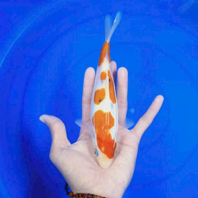 Sanke doits 22 cm