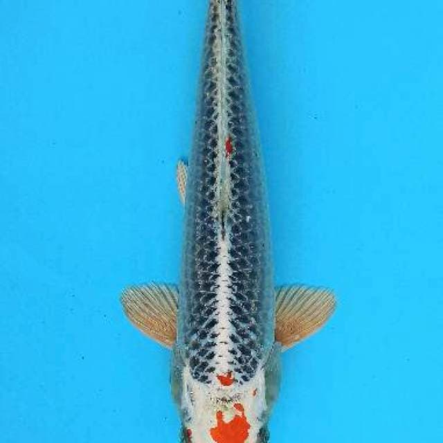 Maru kujaku bloodline kaneko 33cm