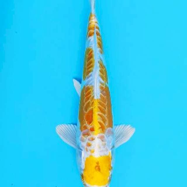 Maruten hariwake aragoke original 30cm
