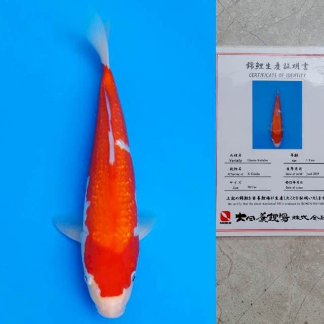 dainichi ginrin 33cm certy