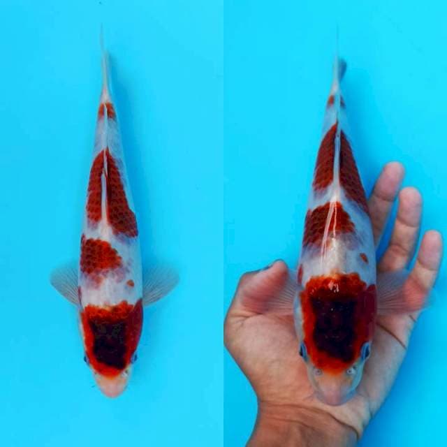 Goromo salak male ori 26cm