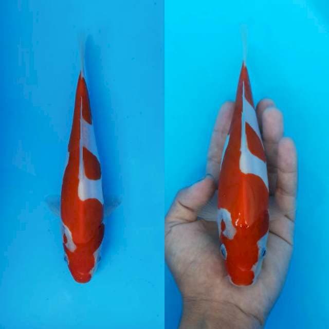 Inazuma kohaku doitsu 21cm