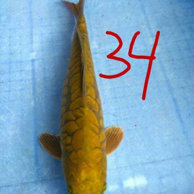 Aragoke Mantab34