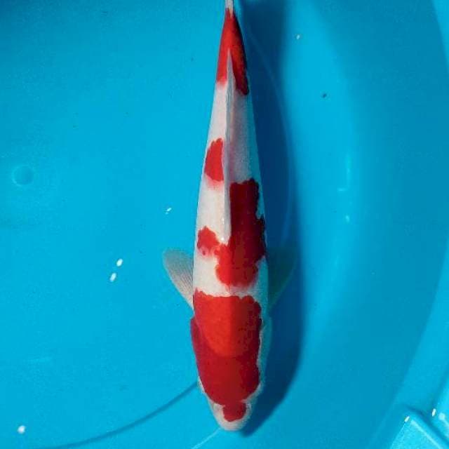 Kohaku red strong male 31 cm