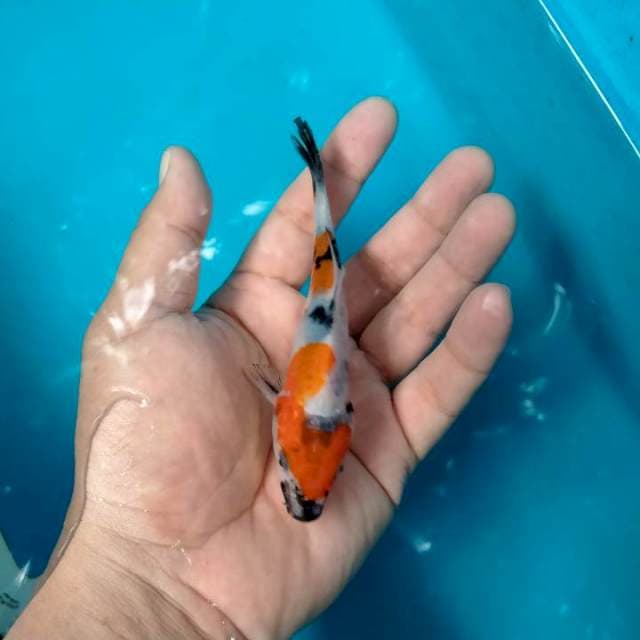 Showa prospek, 11 cm