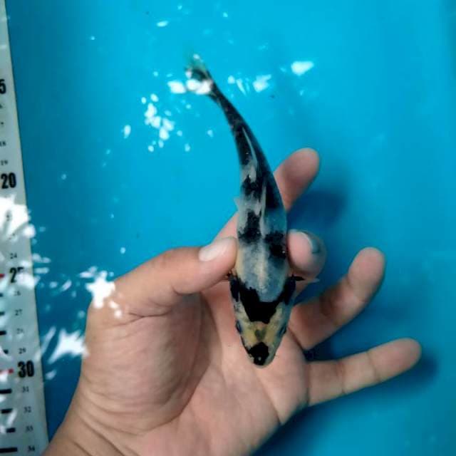 Shiro Prospek, 13 cm