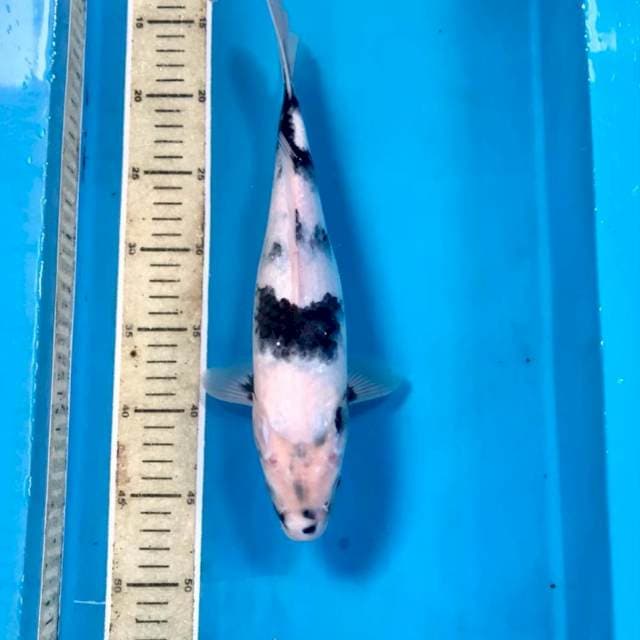 Shiro, 32 cm