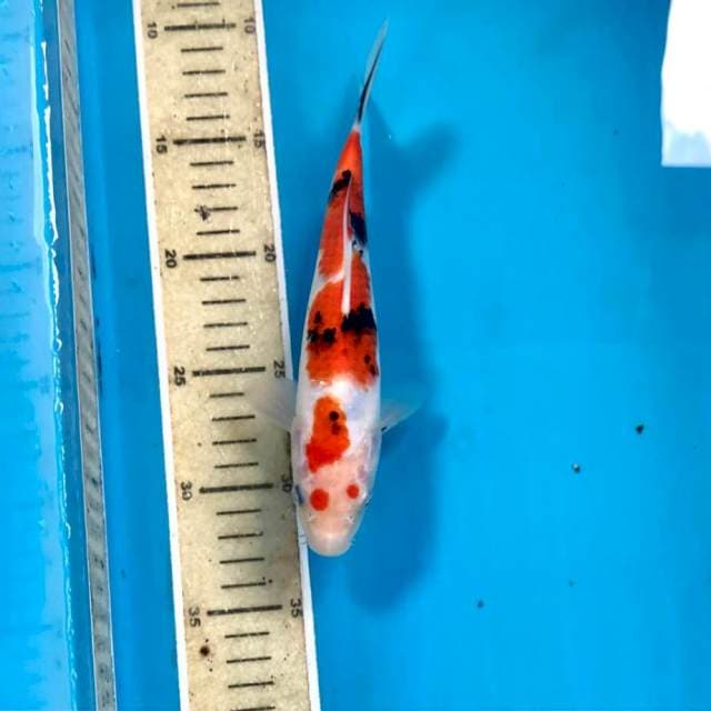 Sanke, 21 cm