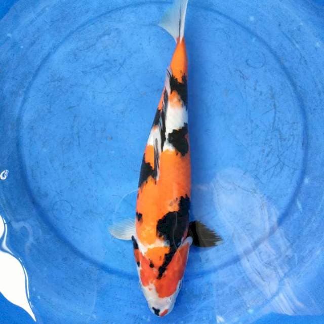 Showa Strong 37 cm