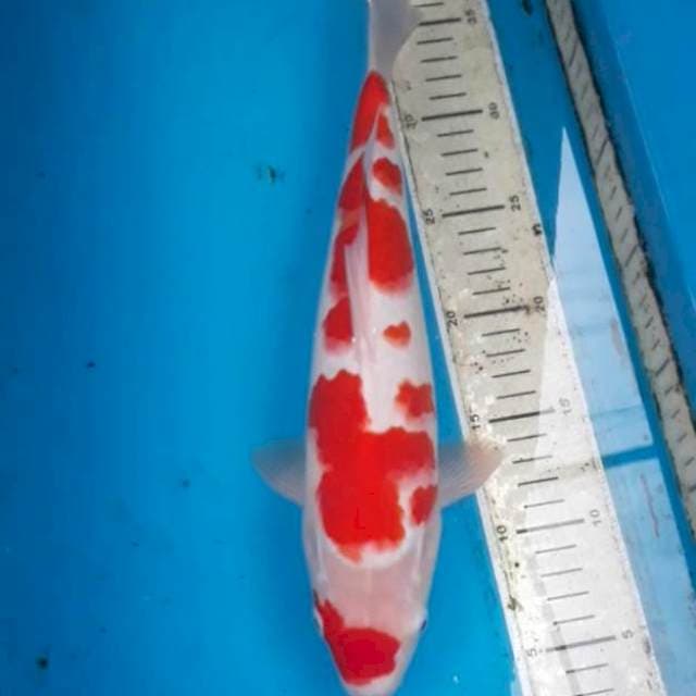 Kohaku 34 cm