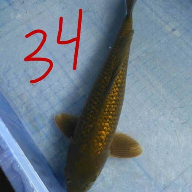 Lumayan 34