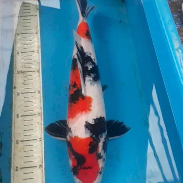 Showa 44 cm F