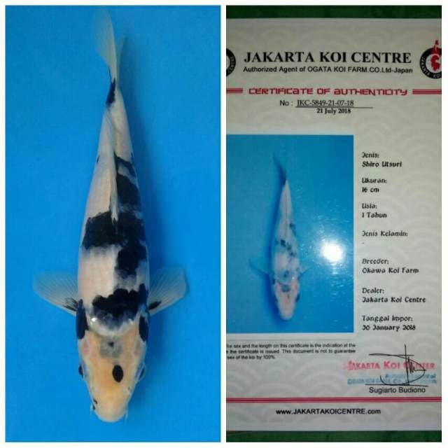 Okawa Shiro