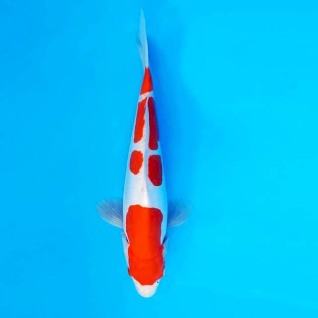 ARMATA 8 - Kohaku Doitsu ®