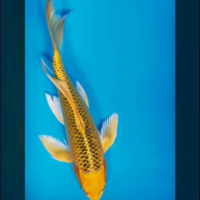 Kumpay kin matsuba 39cm