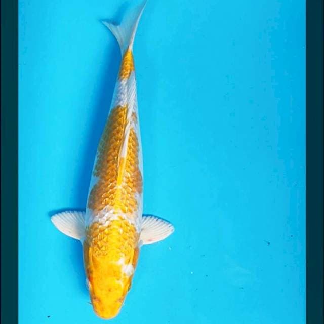 Hariwake ginrin 29cm