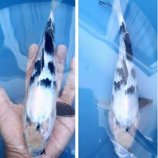 Shiro Putih Salju