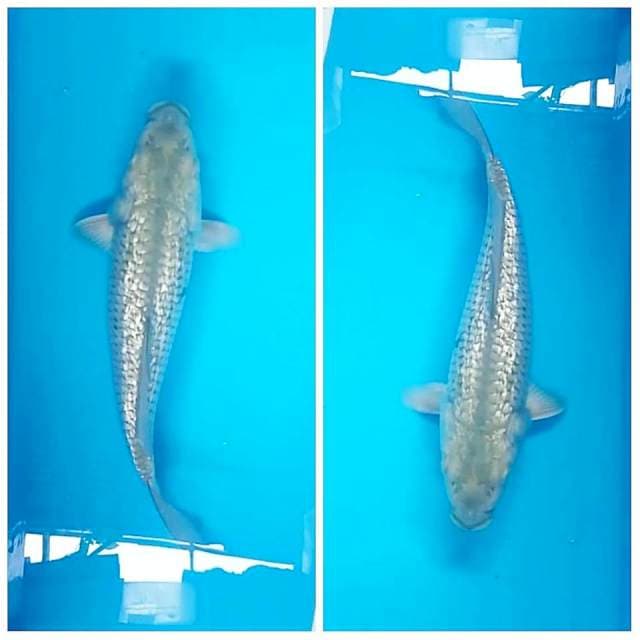 Soragoi ginrin 24cm
