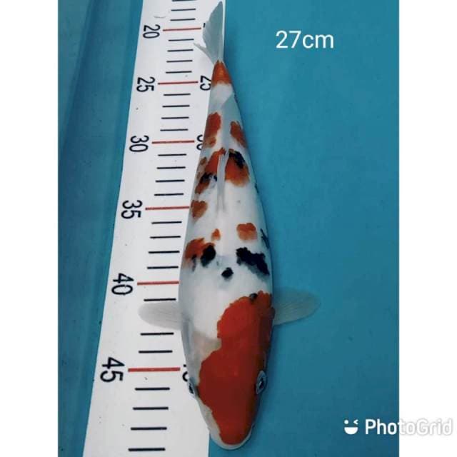 Sanke sakura 27cm